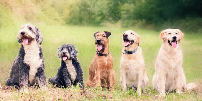 Gemon kutyatáp termékek